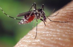 Stechmücken Malarone