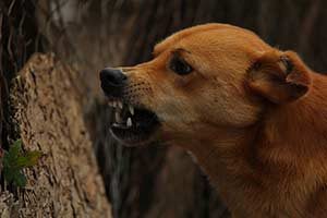 bisswunde bisswunden hund erste hilfe