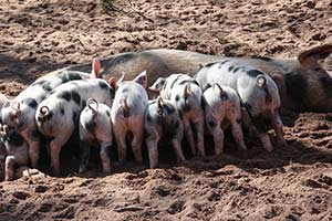 Schweinegrippe H1N1