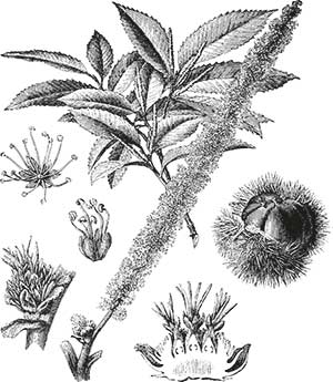 Bachblüte Nr. 30 Sweet Chestnut