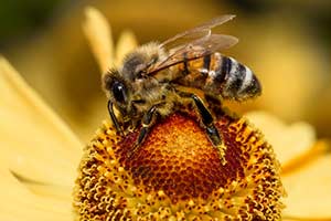 Manuka Honig Schmerzmittel Bienen