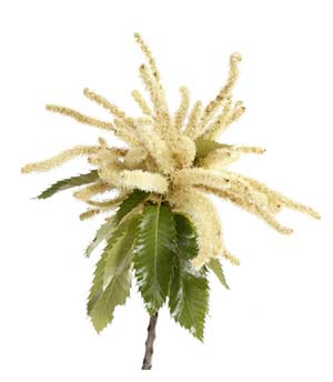 Bachblüte Nr. 30 Sweet Chestnut