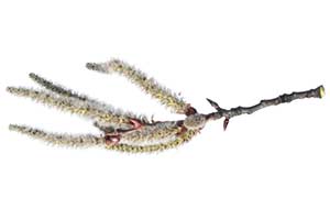 Bachblüte Aspen