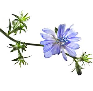 Chicory bachblüte