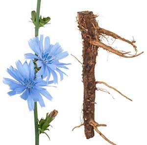 Chicory bachblüte und wurzel