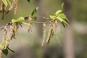 Bachblüte Nr. 17 Hornbeam