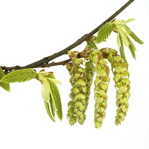 Bachblüte Nr. 17 Hornbeam