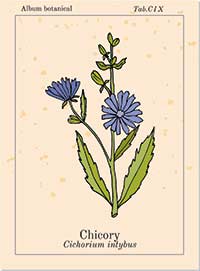 Bachblüte Chicory