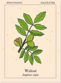 Bachblüte Nr. 33 Walnut
