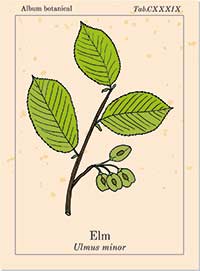 Bachblüte Nr. 11 Elm