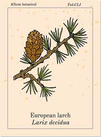 Bachblüte Nr. 19 Larch