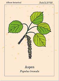 Aspen Bachblüte