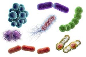 bakterien, Aminoglykosid-Antibiotika, Aminoglykoside
