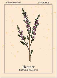 Bachblüte Nr. 14 Heather