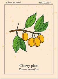 Bachblüte Nr. 6 – CHERRY PLUM