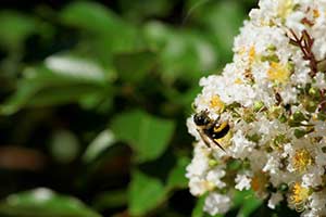 Manuka Honig Südseemyrte gewinnung Bienen