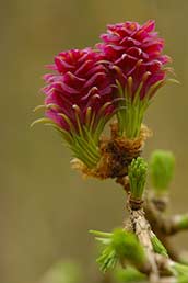 Bachblüte Nr. 19 Larch