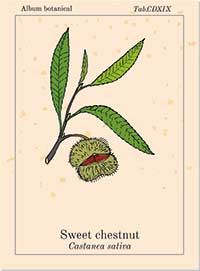 Bachblüte Nr. 30 Sweet Chestnut