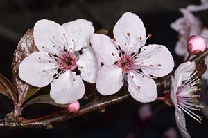 Bachblüte Nr. 6 Cherry Plum