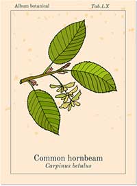 Bachblüte Nr. 17 – HORNBEAM