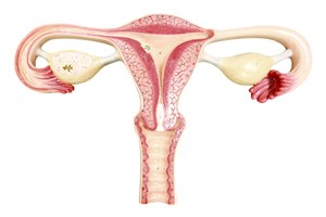 Lange entfernung wie krank gebärmutter myom Gebärmutterentfernung (Hysterektomie)