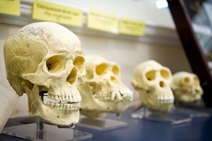 Behandlung Genetik, Schädel, Knochen, Evolution, Neandertaler