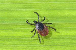Zecke; Holzbock; Ixodes; ricinus; Insektenschutz