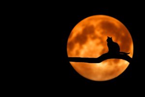 Katze Nacht Mond-Diät