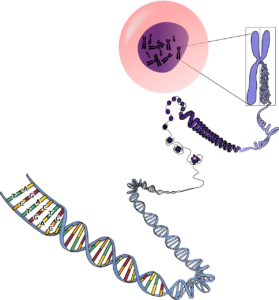 genetik , chromosomen , rna , dna , biologie , mutationen , blau , rosa , lila , wissenschaft , helix