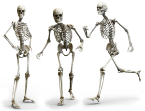 Feldenkrais skelett knochen anatomie bewegung gelenke