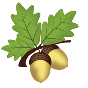 Haselnuss Haselnüsse Nüsse Nuss Baum Pflanze Natur