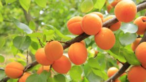 Aprikose Frucht Lebensmittel Essen Nahrung 
