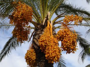 dattelpalme , palme , datteln , früchte , samen , pflanze , exotisch