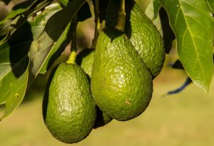 Avocado Frucht Lebensmitel Essen Nahrung Ernährung Essen