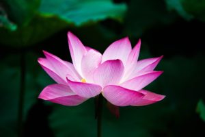 Zen Buddhismus China Lotus Blume