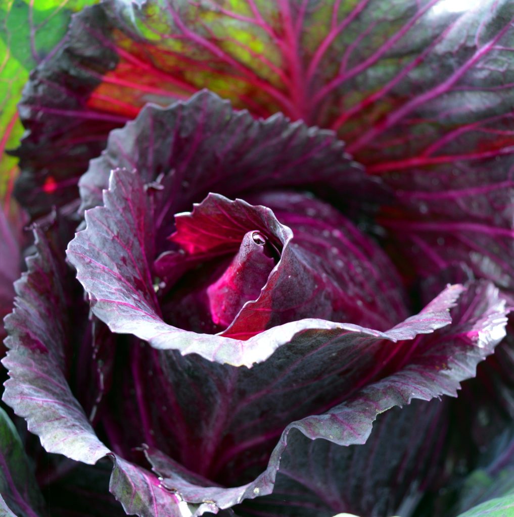 Der Rotkohl - Wissenswertes, Nährwerte, Allergien &amp; Zubereitung » Krank.de