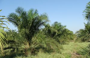 palmöl , baum , plantage , gartenbau , karnataka , indien