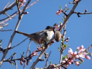 mandelbaum vogel blüten mandeln , nüsse , gebraten , gesalzen , geröstete nüsse , gesalzene nüsse , salzigen snack , imbiss , gesund , ernährung , zutat , gesundes essen , bio , vegetarier , gesunde ernährung , lebensmittel , gesund essen , gesunde lebensmittel samtkopfgrasmücke , tallarol capnegre , vogel , blütenzweige , mandelbaum ,