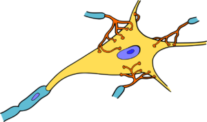 gehirn , zelle , medizin , nerven , neuron , organismus axon dendriten