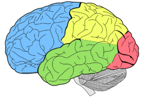 gehirn , lappen , neurologie , menschliche , körper , biologie , menschliches gehirn , anatomie , wissenschaft , medizinische , orgel , zerebrale , speicher , geist , intellekt , psychische gesundheit , gehirn-scan , anatomische