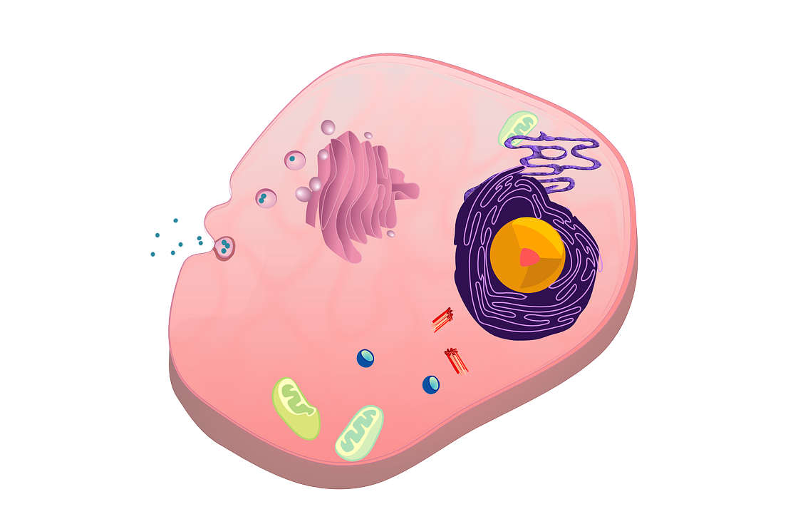 Endoplasmatisches Retikulum Anatomie Funktion Beschwerden Krank De