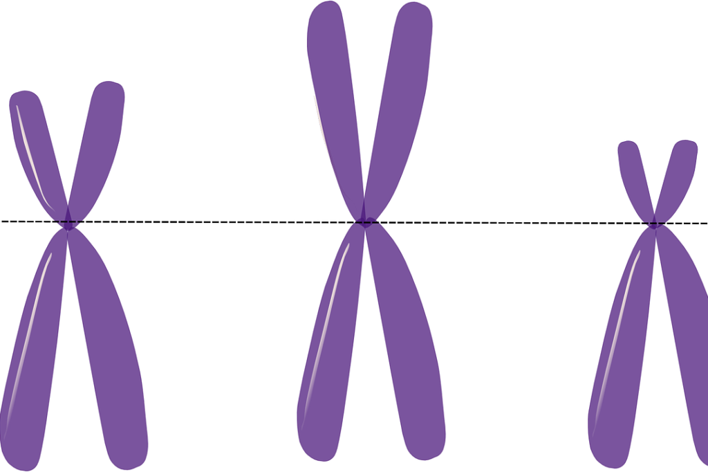 Chromosomen Anatomie, Funktion, Beschwerden » Krank.de