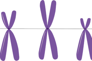 chromosomen , genetik , metacentric , lila , wissenschaft , x , y , gene dna