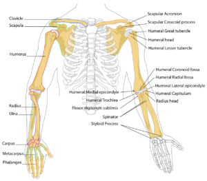 diagramm , menschliche , knochen , skelett , anatomie , gekennzeichnet , bezeichnung , anatomische , brustkorb , rippen , waffen , arm