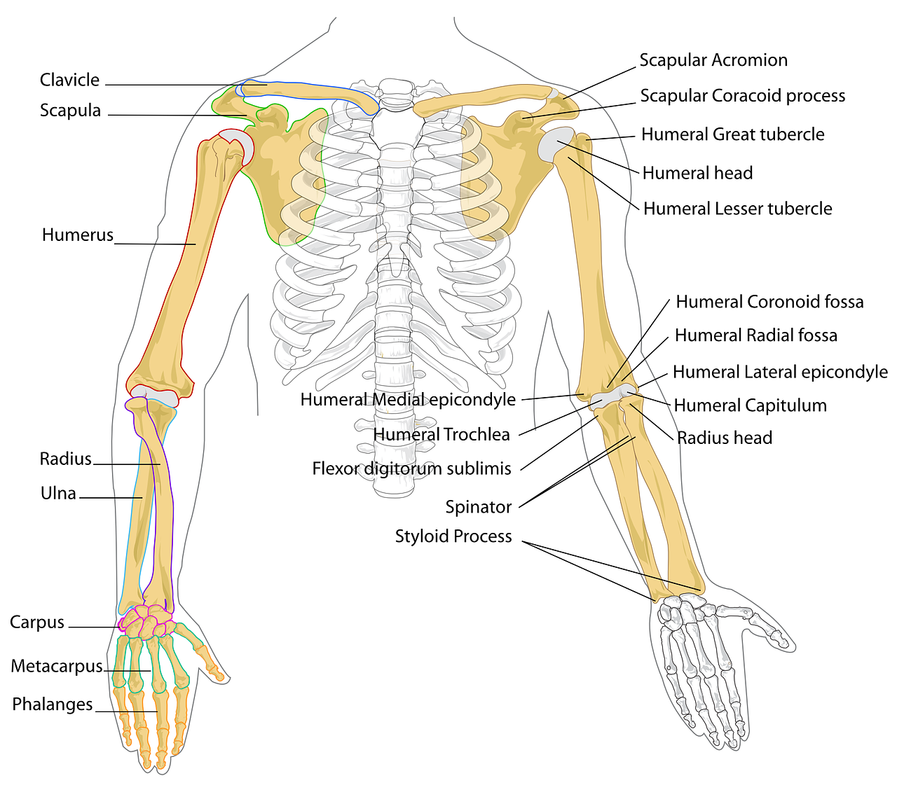 Arm Anatomie, Funktion, Beschwerden » Krank.de