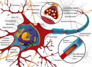 zeichnung , nervenzelle , neurone , elektrisch , zellen , nervensystem , wirbeltiere , gehirn , rückenmark , peripheren , synapse , dendriten , vesikel , ribosomen , zellmenbran , axon, ZNS
