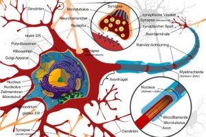 zeichnung , nervenzelle , neurone , elektrisch , zellen , nervensystem , wirbeltiere , gehirn , rückenmark , peripheren , synapse , dendriten , vesikel , ribosomen , zellmenbran , axon, ZNS