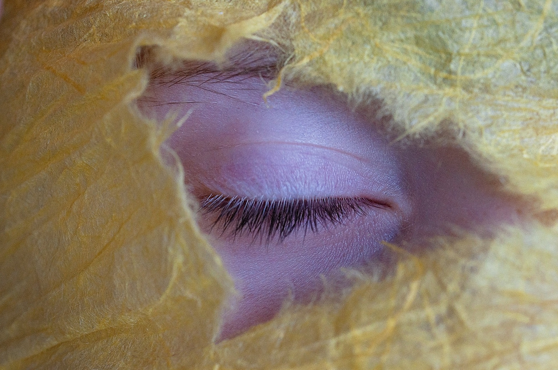 Wimpern Anatomie, Funktion, Beschwerden » Krank.de