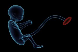 feten , plazenta , nabelschnur , schwangerschaft , embryo , medizinische , medizin , menschliche , mutter , eine vorgeburtliche , gebärmutter , fetalen , anatomie , ungeborenen , gesundheitswesen , ultraschall