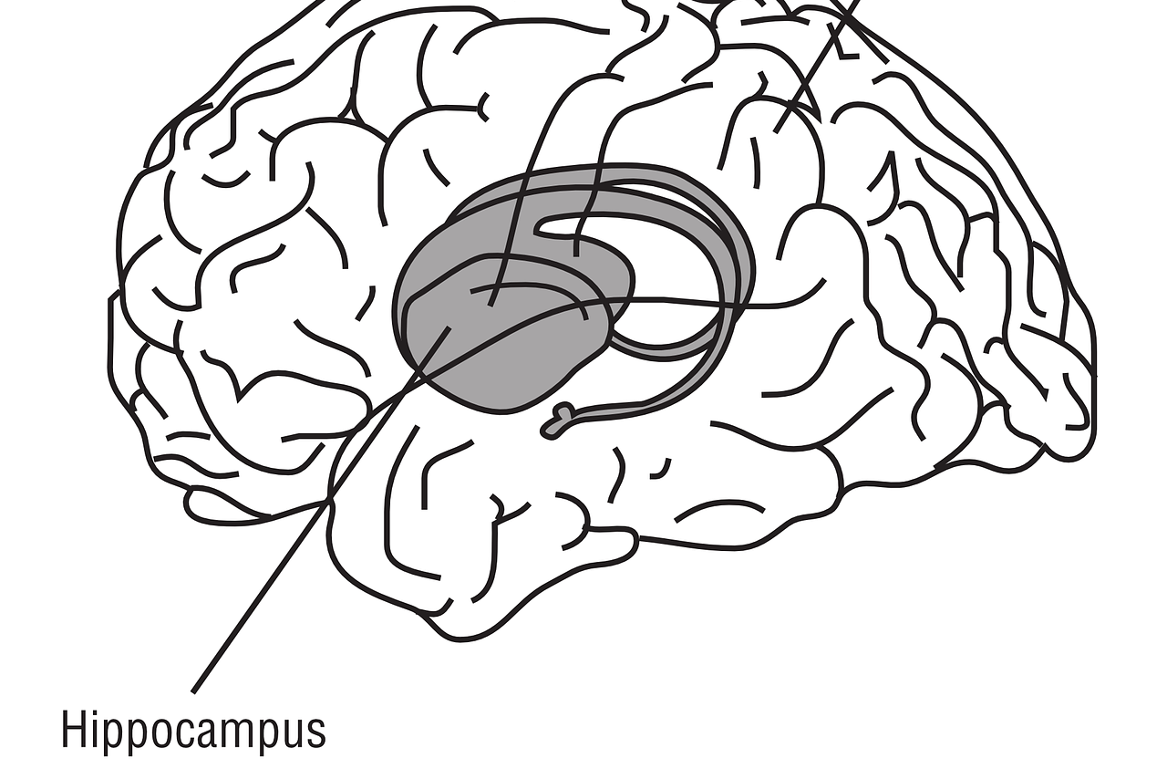 Hippocampus Anatomie, Funktion, Beschwerden » Krank.de